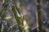 Catkin