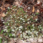 Paronychia kapela