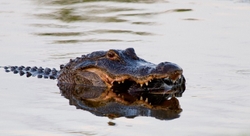 Aligators _0037