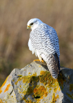 Gyr Falcon