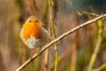 robin Erithacus rubecula-7065
