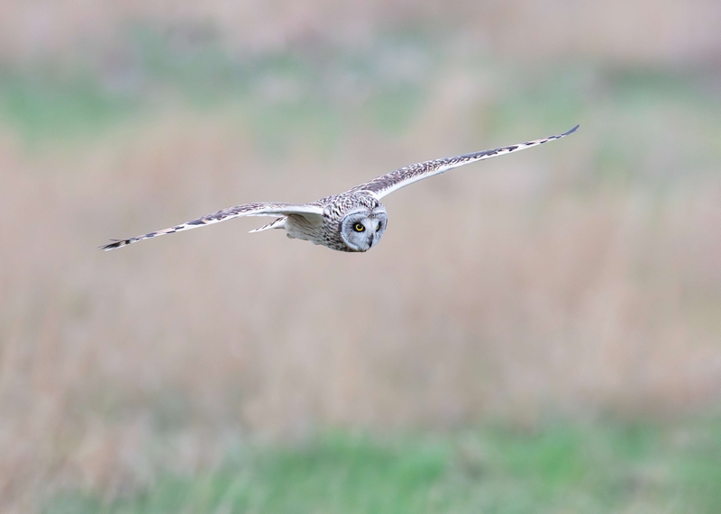 Short Eared Owl