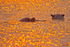 Chobe Hippos