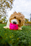 Terrier_1031