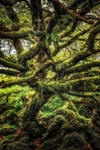 Ty Canol Tangle