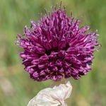Round-head leek (Allium sphaerocephalon)