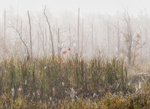 Webs and Rising Mist