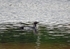 Black-throated Diver