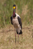 Head-on view of Saddle-billed Stork (male) standing in grass