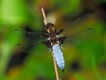 Broad-bodied Chaser