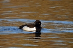 Tufted Duck