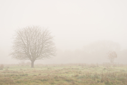 Martyr tree II