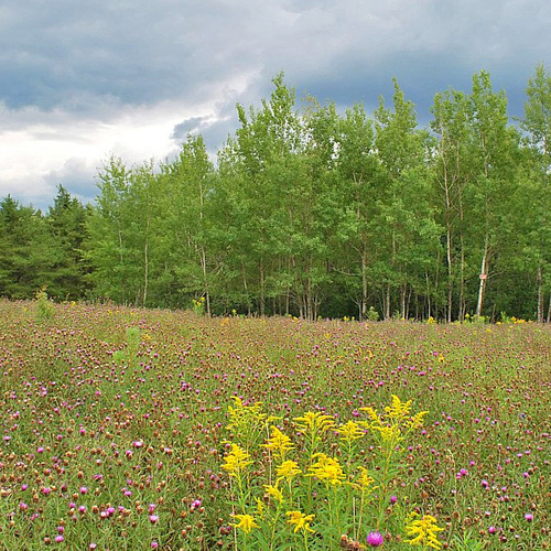 Black Knapweed & Goldenrod dominate an old overgrown farmer's field.