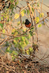 Black Redstart perched in bush, Bandhavgarh, India