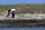 Kelp Gull portfolio