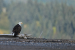 Bald Eagle perched on log, Silver Salmon Creek, Alaska
