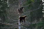 Brown Bear cubs