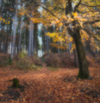 Through the Woods