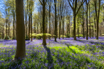West Woods Bluebells 01