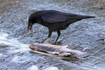 Carrion Crow portfolio