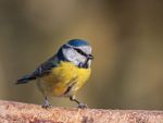 Blue Tit
