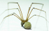 Female Cellar spider with eggs