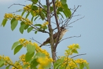 Eastern Olivaceous Warbler