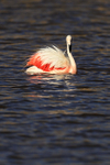 Chilean Flamingo late afternoon light, Machuca, Chile