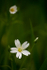Spring Flowers
