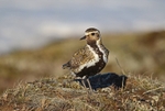 Golden Plover