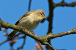 Chiffchaff perched on a branch on the Oddington track, Otmoor