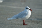 Mediterranean Gull