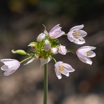 Rosy garlic (Allium roseum)