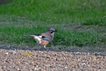Jay