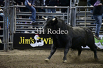 Bull_DSC1907