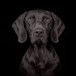 Highly Commended - Im listening -  for once Al Rees