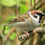 Tree Sparrow