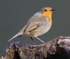 Robin