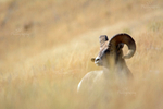 Big Horn Ghost