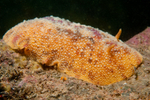 Archidoris pseudoargus