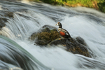 Harlequin Duck (male), blurred water, River Laxa, Iceland
