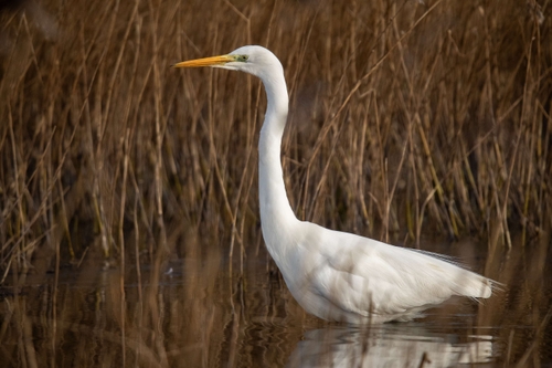 Great Egret (Ardea alba)