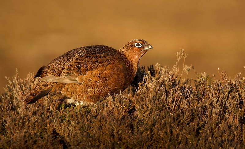 Red Grouse - Stanage Edge - Peak District
