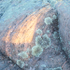 ROCKS AND LICHEN AT DAWN - FRANKLIN ISLAND