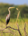 Purple Heron (adult) perched on a branch