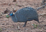 Guinea Fowl, Zambia