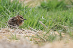 Magellanic Snipe chick, Sea Lion Island, Falklands