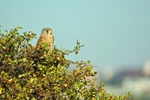 Kestrel