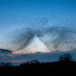 Starlings