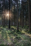Woodland Sunrise